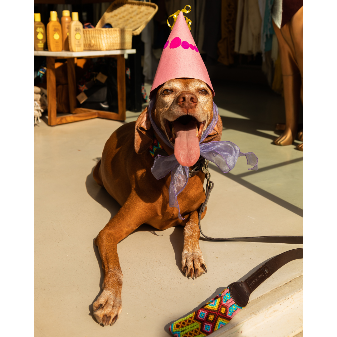 · Sparrow´s Birthday & National Dog Day ·