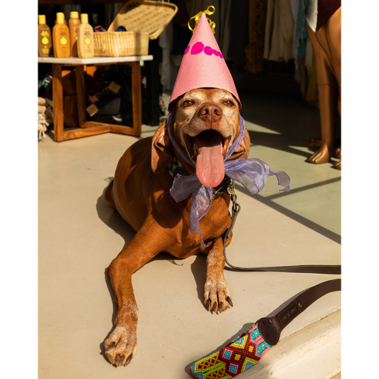 · Sparrow´s Birthday & National Dog Day ·