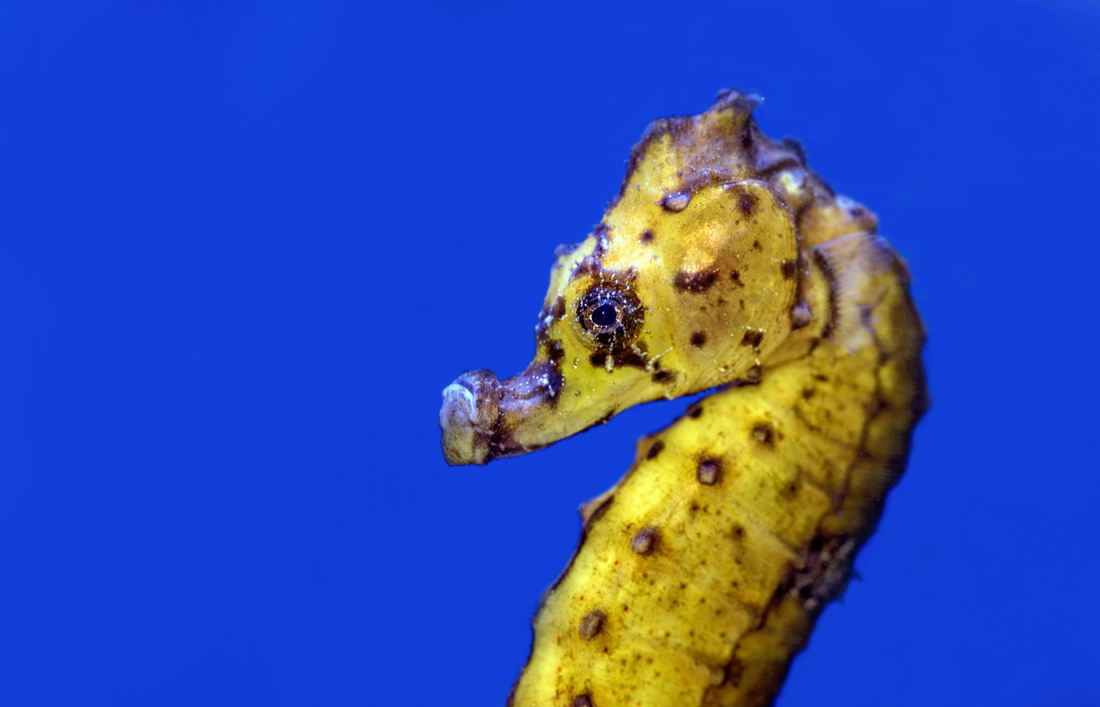 A Sea Horse Kind of Love
