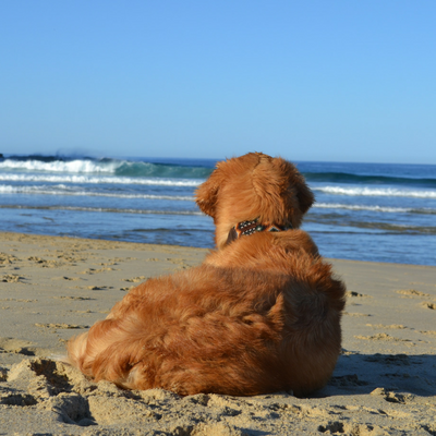 Hot-or-Not Dog Contest