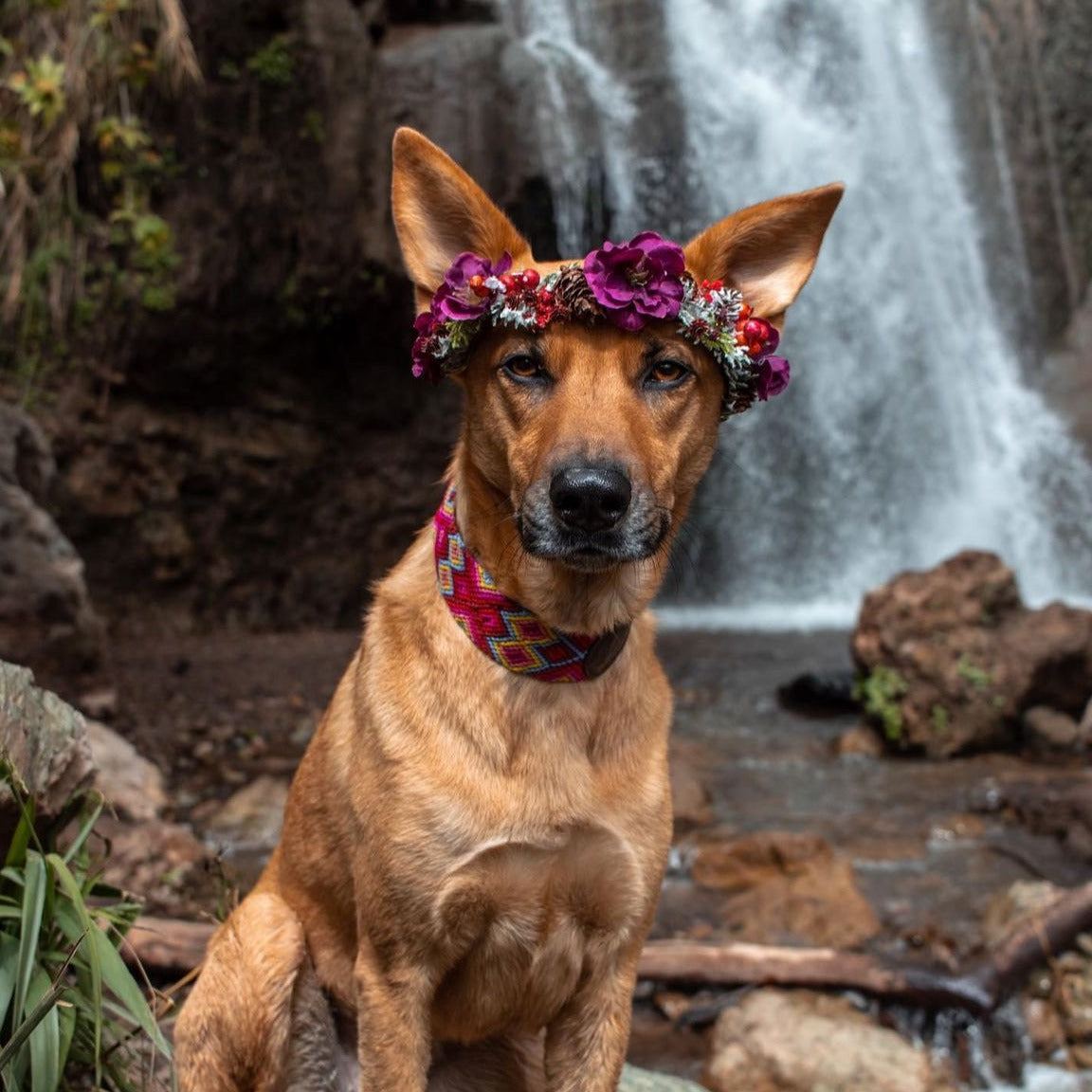 Embroidered Dog Collar - Genuine Letather | Mai tai
