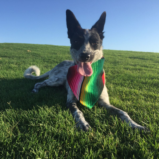 Sarape Bandana Dog Multi