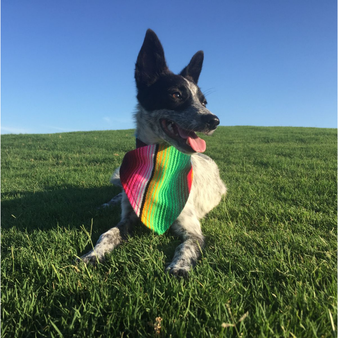 Sarape Bandana Dog Multi
