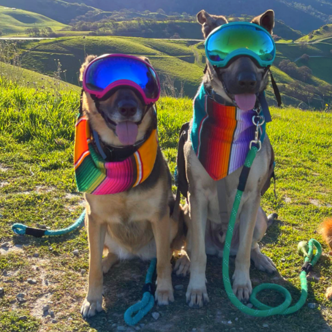 Sarape Bandana Dog Multi
