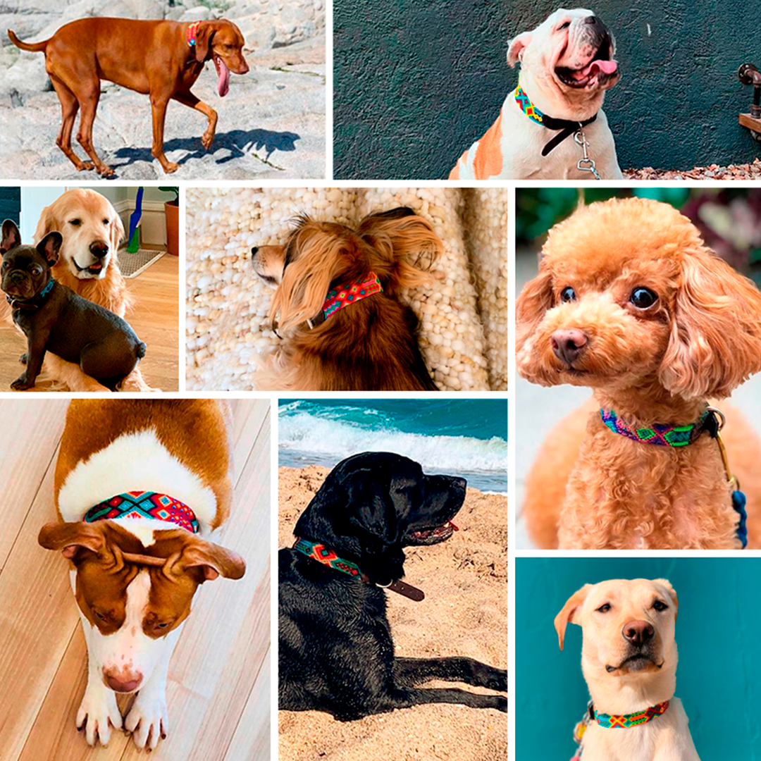beautiful pups with ethical dog collars