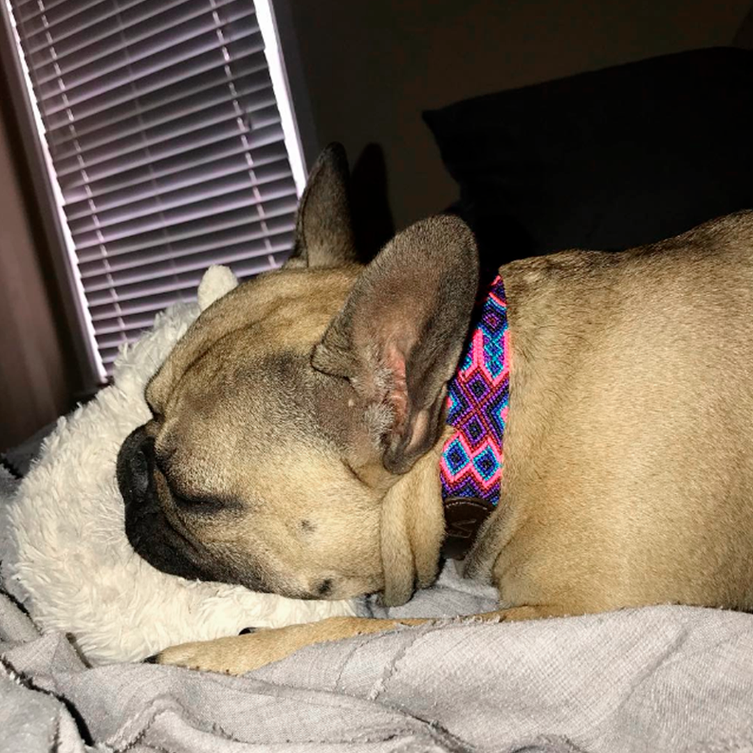 Embroidered Dog Collar - Genuine Leather | Sangria