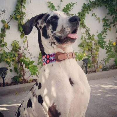 Pastel - Embroidered Dog Collar With Leather