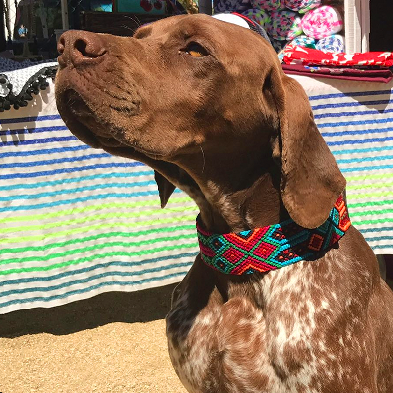 Embroidered Dog Collar - Genuine Leather | Caribbean