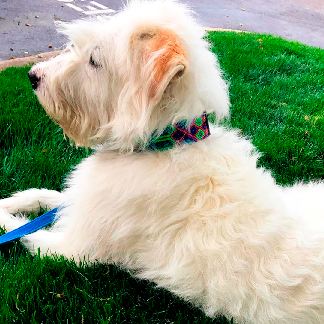 Embroidered Dog Collar - Genuine Leather | Bright Emerald