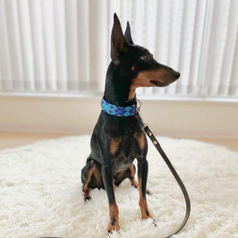 Embroidered Dog Collar - Genuine Leather | Peacock