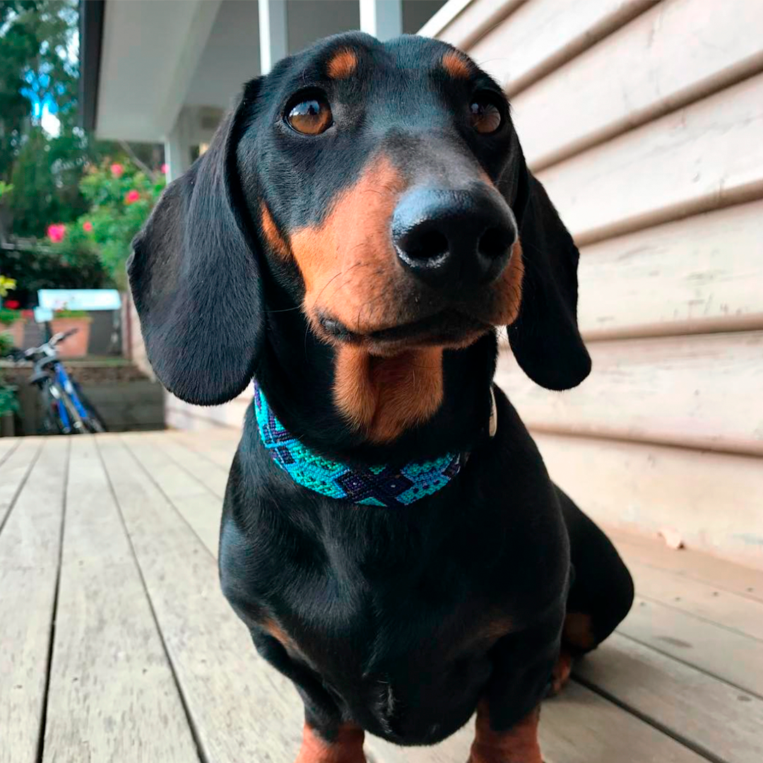 Blue skies dog collar on a dog