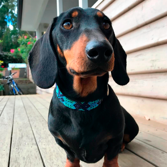 Blue skies dog collar on a dog