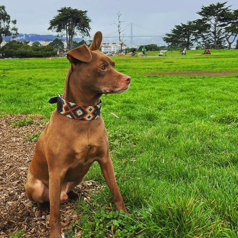 Embroidered Dog Collar - Genuine Leather | Moss