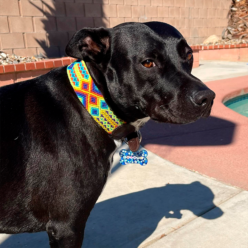 black dog wearing embroidered dog collar