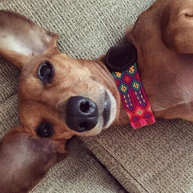 Embroidered Dog Collar - Genuine Leather | Cotton Candy