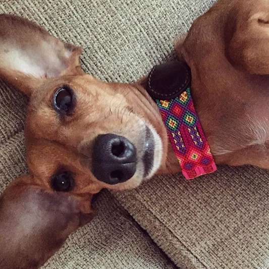 Embroidered Dog Collar - Genuine Leather | Cotton Candy