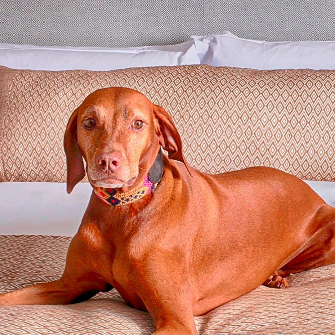 Embroidered Dog Collar - Genuine Leather | Harmonic Tan