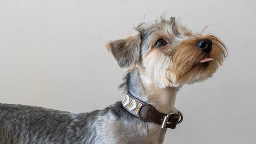 The Artistry Behind Huichol Beaded Dog Collars