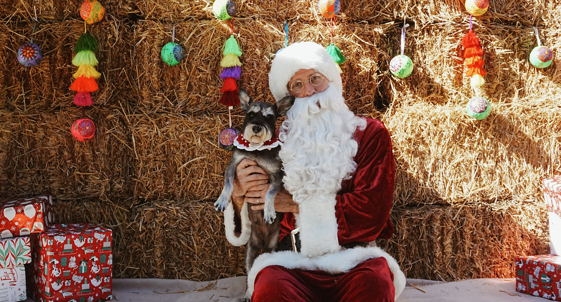 Santa Paws: A Small Morning That Meant Everything