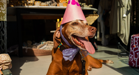 Who Is Sparrow? The Little Dog Behind a Collection with a Big Story