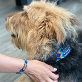 Dog Collars