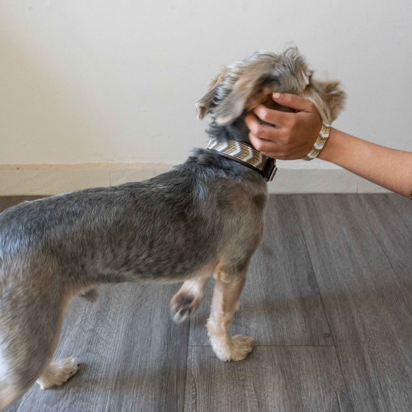 Beaded Dog Collars