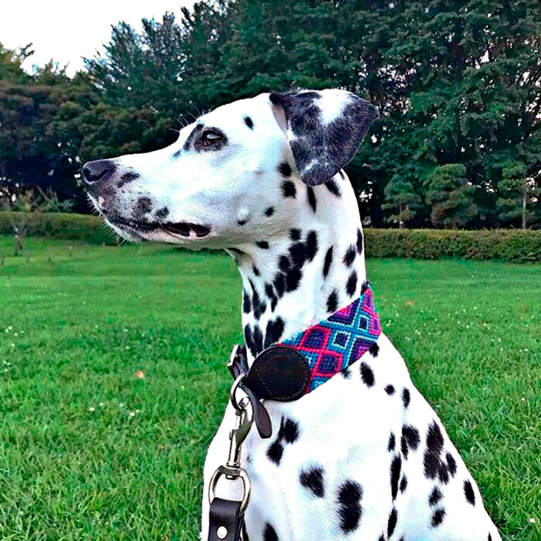 Signature Dog Collars