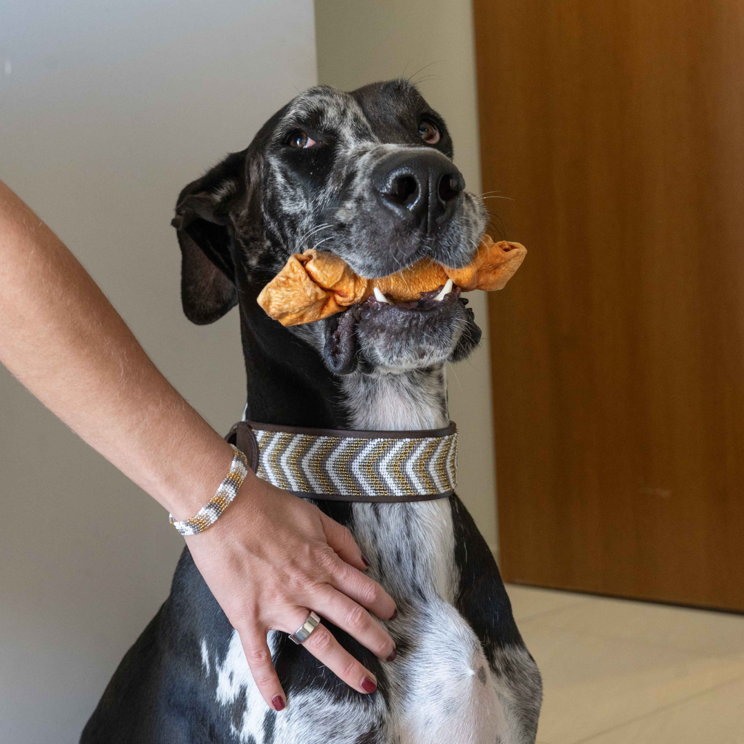 Beaded Dog Collar | Neutrals