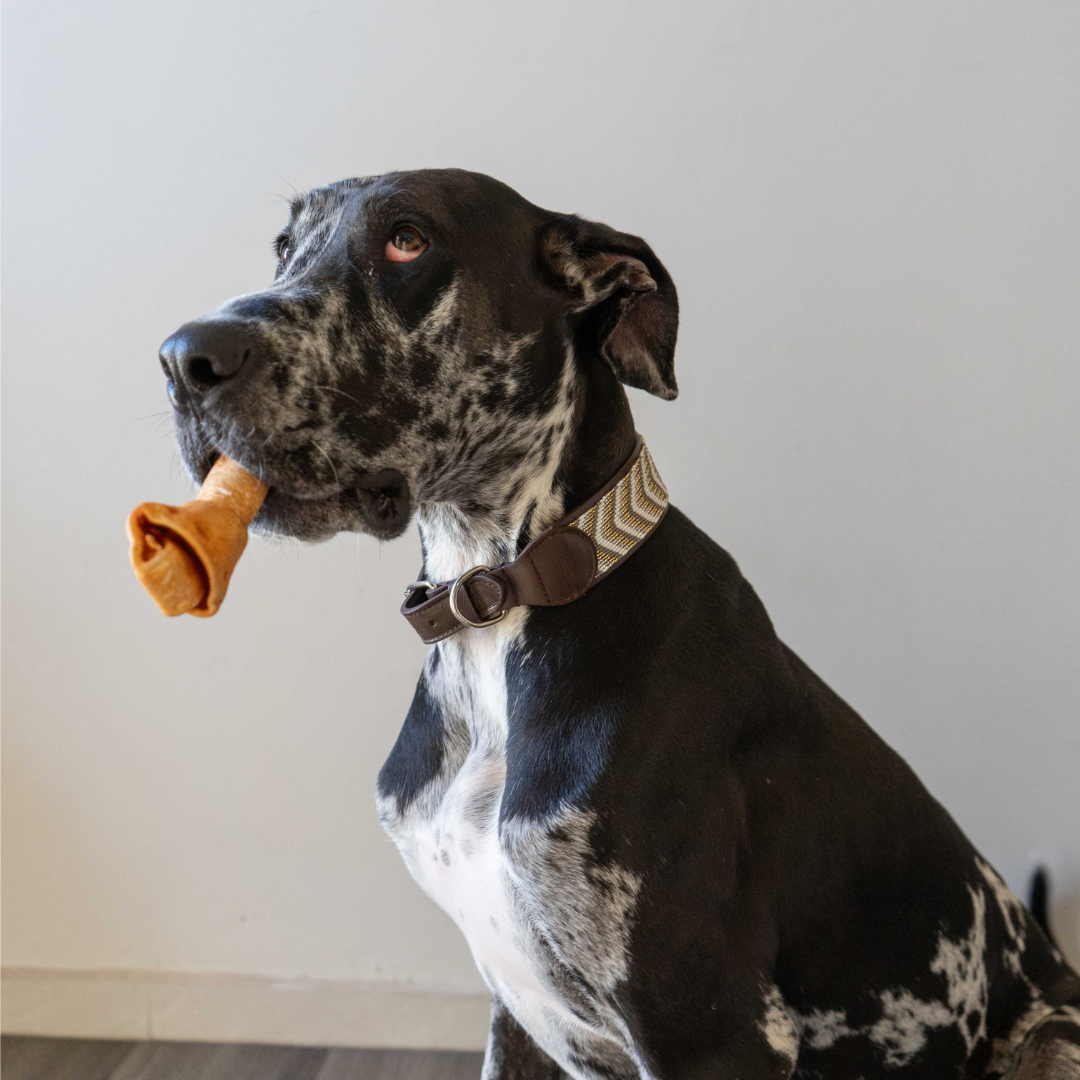 Beaded Dog Collar | Neutrals