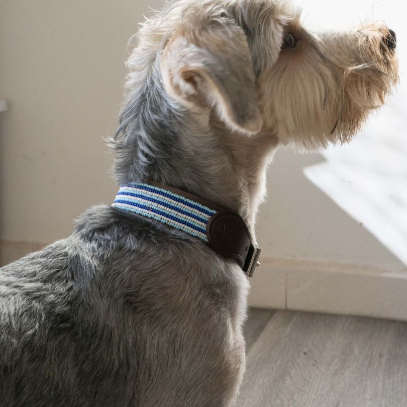 Blue Beaded Stripped Dog Collar on Dog