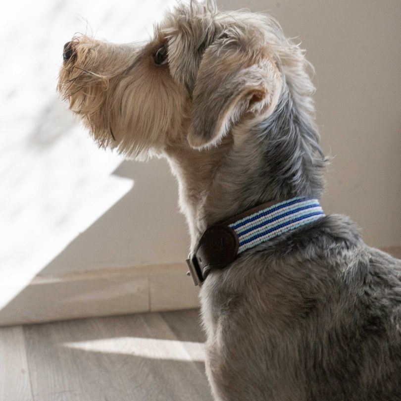 Elegant Dog Collar on Dog