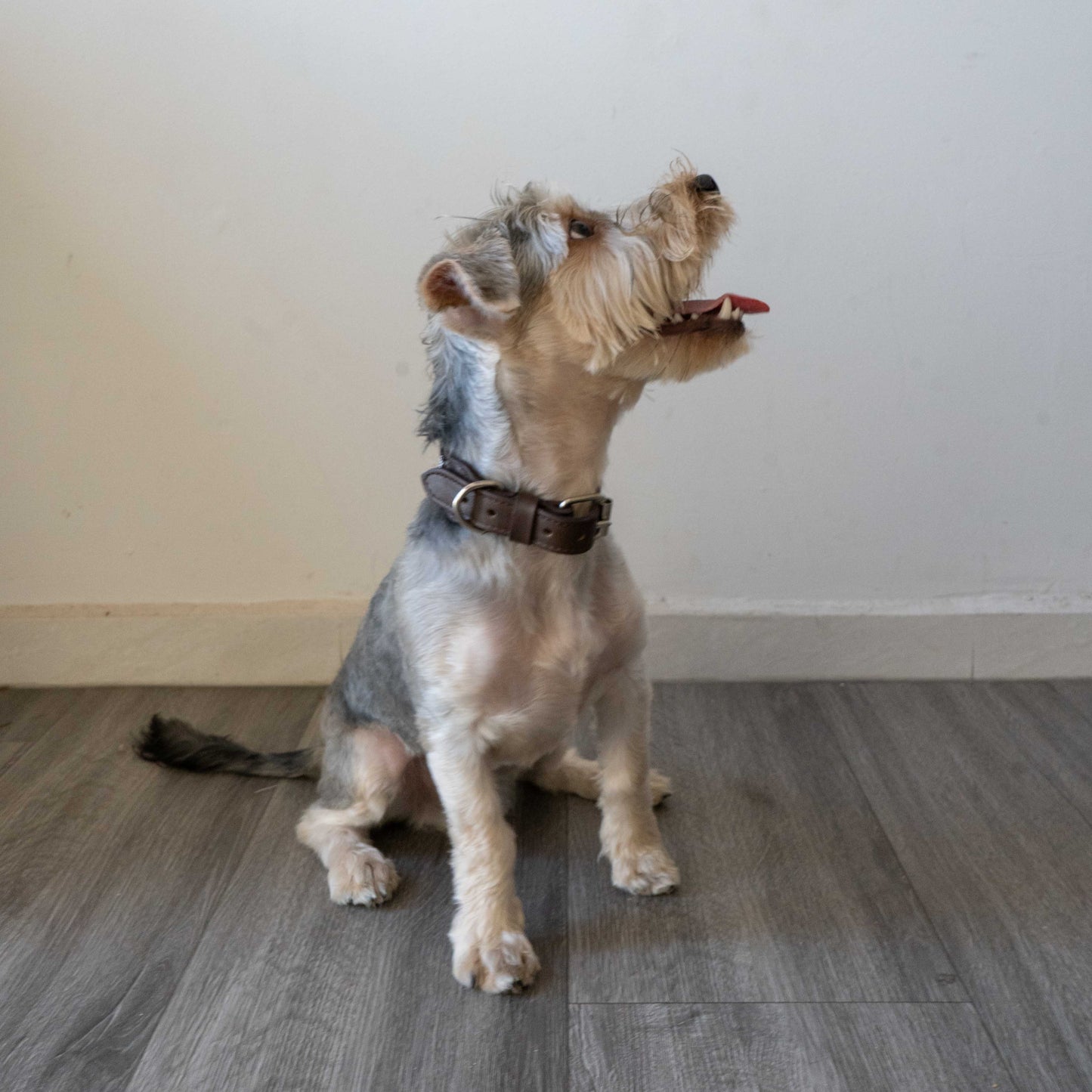 Leather dog collar on a dog