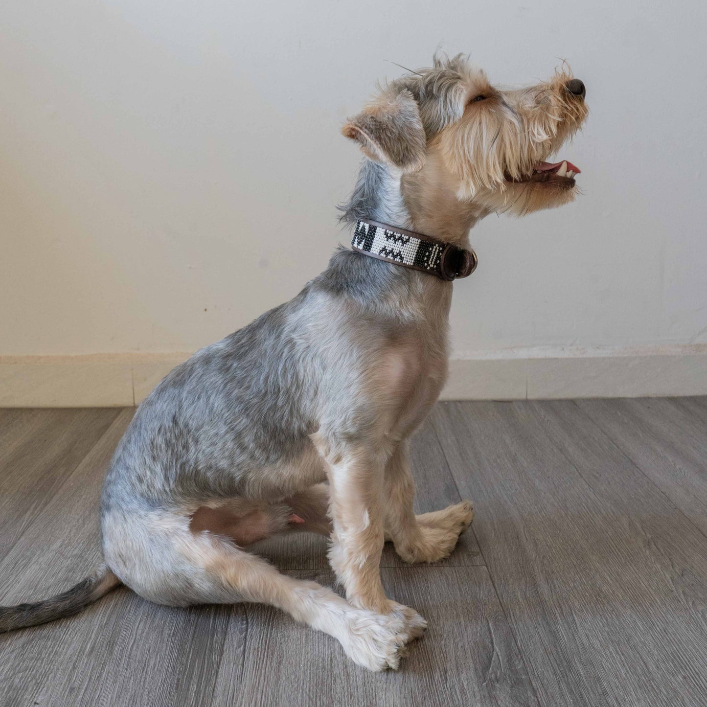 Beaded Artisanal Dog Collar on a Dog