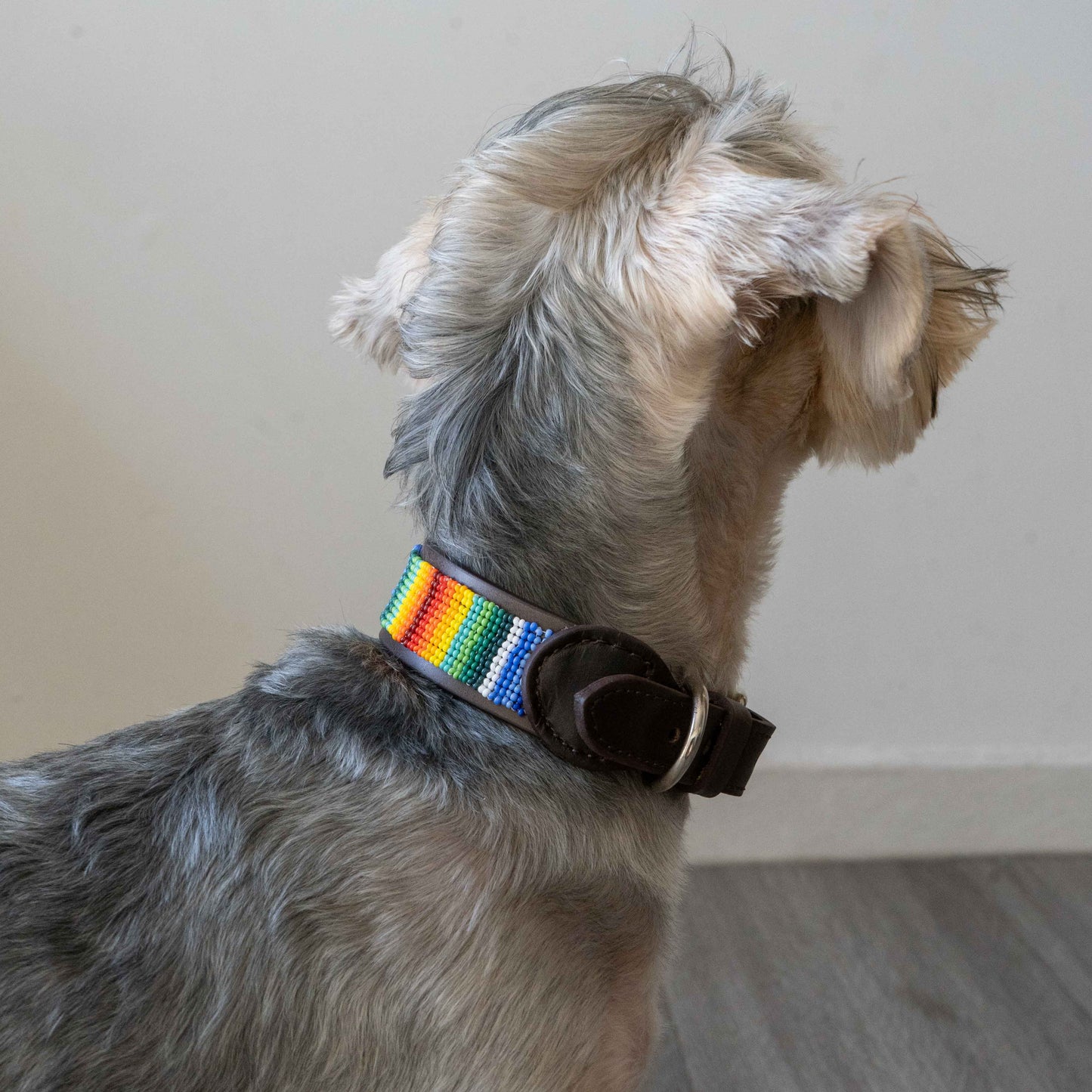 Rainbow beaded dog collar on a dog