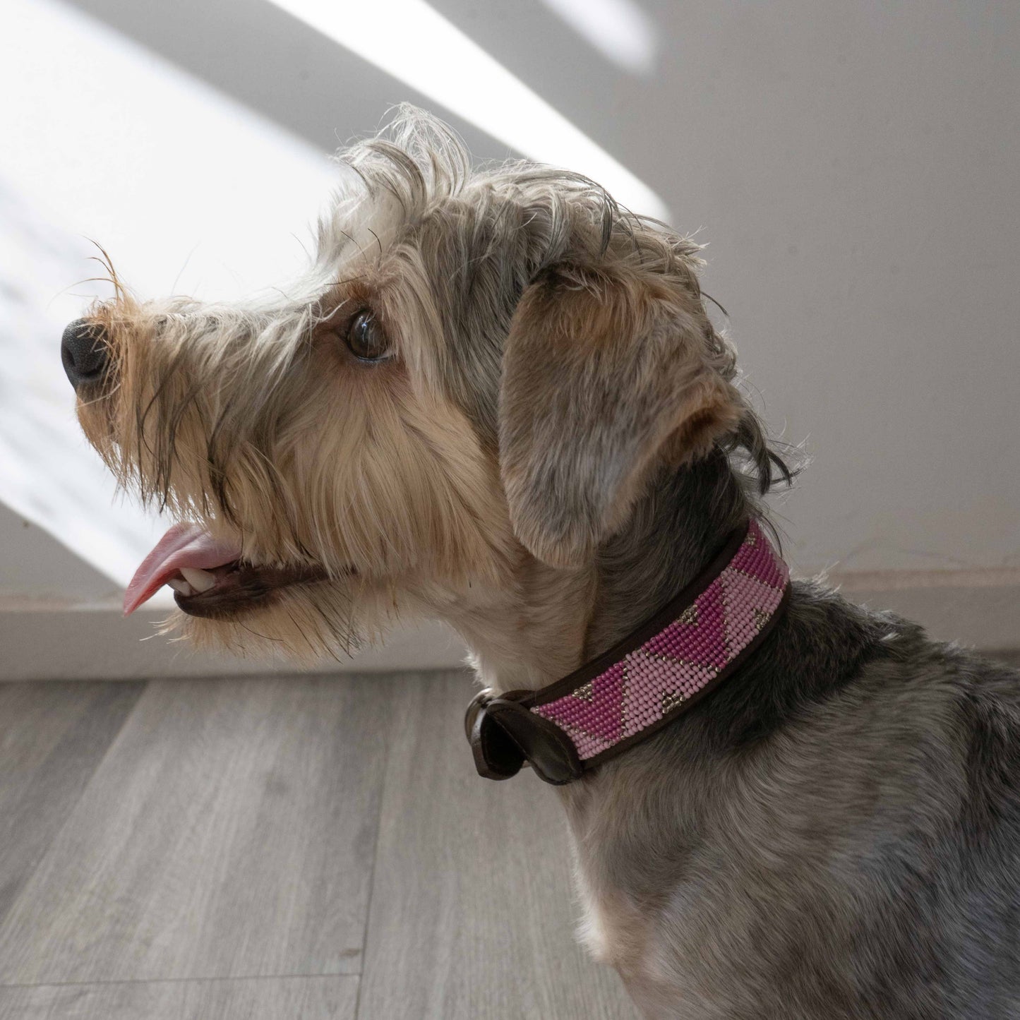 Pink beaded dog collar on a dog 