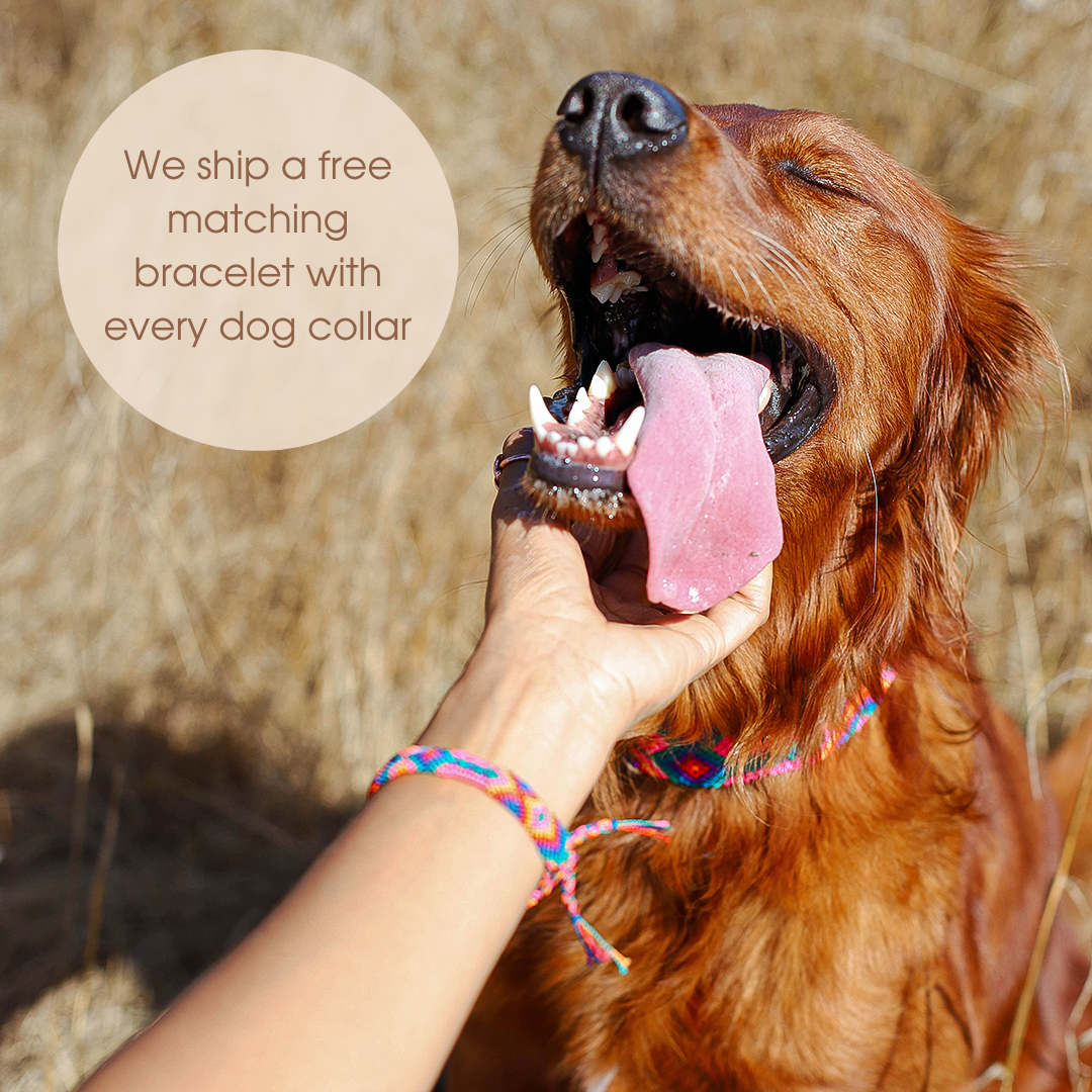 DOG COLLARS landing page.png__PID:ae7f3337-a058-4ff2-a8f6-0db684e1841d