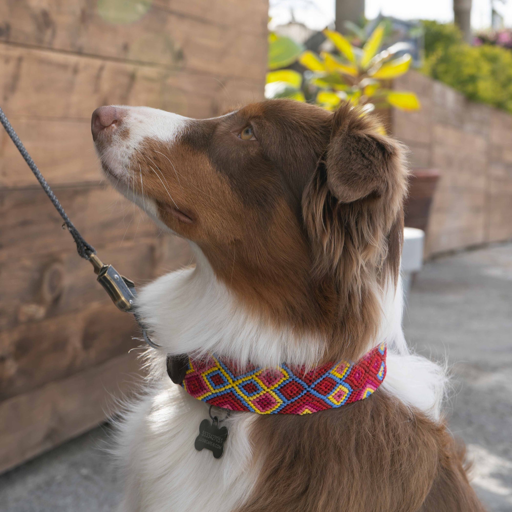 Dog collar on a pup