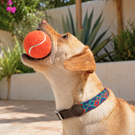 Embroidered Dog Collar - Genuine Leather | Sparrow's Collection
