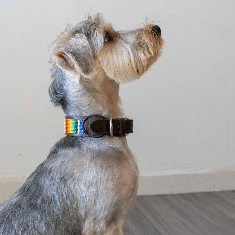 Beaded Dog Collar | Rainbow