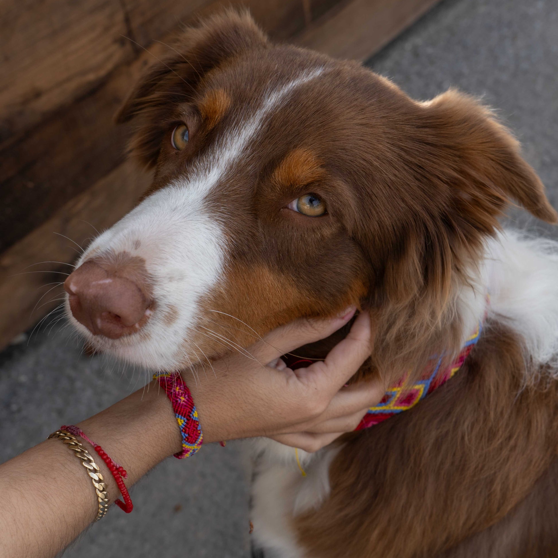 matching dog collar and bracelet